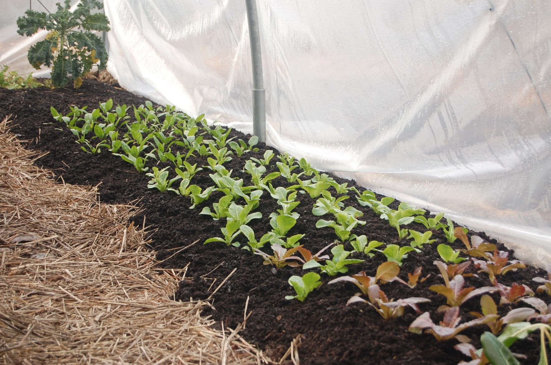The first hard freeze has come and gone but the growing season doesn't have to be over